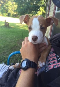 Trooper Blind Pit mix Halo
