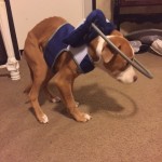 Trooper Blind Pit mix Halo