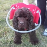 Woody Blind Cocker Spaniel Halo