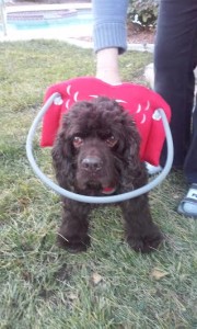 Woody Blind Cocker Spaniel Halo
