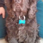 Woody Blind Cocker Spaniel Halo