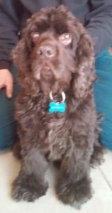 Woody Blind Cocker Spaniel Halo