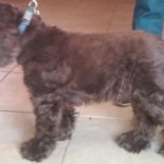 Woody Blind Cocker Spaniel Halo