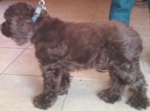 Woody Blind Cocker Spaniel Halo