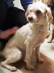 Woofstock Blind Cockapoo Halo