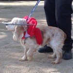Bucky Blind Cocker Spaniel Halo
