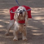 Bucky Blind Cocker Spaniel