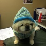 Squishee Newsome Blind Pekingese Halo