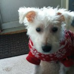 Shilo Blind Westie Terrier Halo