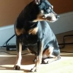Alexander Blind Miniature Pinscher