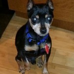 Alexander Blind Miniature Pinscher