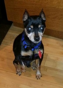 Alexander Blind Miniature Pinscher