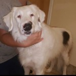 Angel Blind Collie Mix Halo