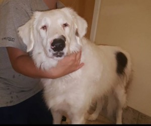 Angel Blind Collie Mix Halo