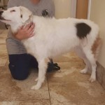 Angel Blind Collie Mix Halo