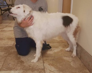 Angel Blind Collie Mix Halo