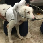 Angel Blind Collie Mix Halo