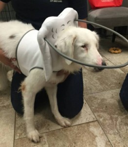 Angel Blind Collie Mix Halo