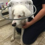 Angel Blind Collie Mix Halo