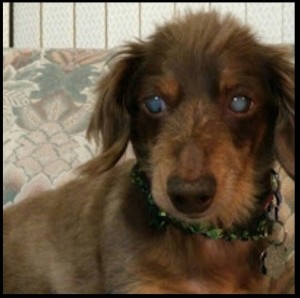 Bandit Blind Dachshund Halo