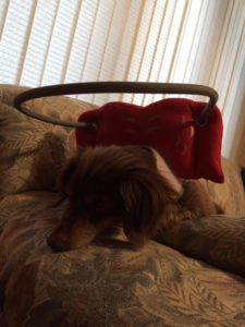 Bandit Blind MIniature Daschund Halo