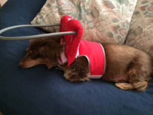 Bandit Bind Miniature Daschund Halo