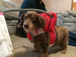 Bandit Bind Miniature Daschund Halo