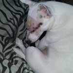 Bella Blind Jack Russell Halo
