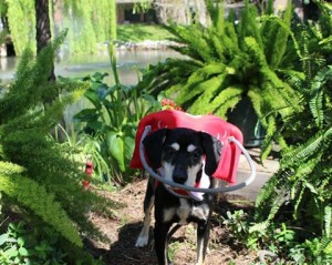 Benny Blind Hound Mix Halo