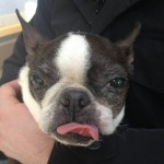Bosi Blind Boston Terrier Halo