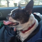 Bosi Blind Boston Terrier Halo