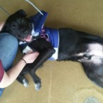 Cadet Blind Lab/mix Halo