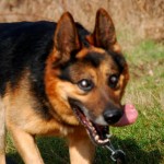 Caesar Blind German Shepard Halo