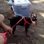 Cody Blind Min pin Halo