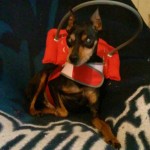 Cody Blind Min Pin Halo
