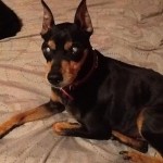 Cody Blind Min pin Halo