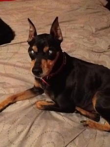 Cody Blind Min pin Halo
