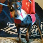 Cody Blind Min Pin Halo