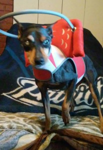 Cody Blind Min Pin Halo