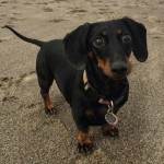 Dharma Blind Dachshund Halo