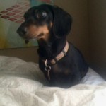 Dharma Blind Dachshund Halo