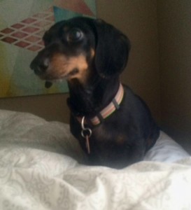 Dharma Blind Dachshund Halo
