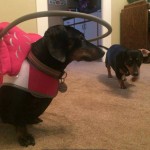 Dharma Blind Dachshund Halo