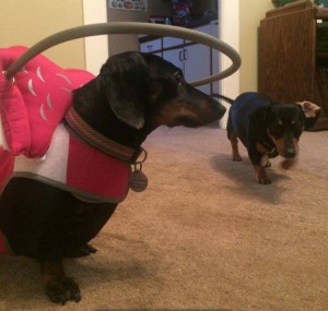 Dharma Blind Dachshund Halo