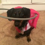 Dharma Blind Dachshund Halo