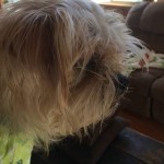 Diva Blind Yorkie Halo