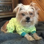 Diva Blind Yorkie Halo