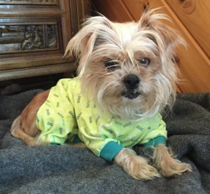 Diva Blind Yorkie Halo