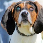 Doc Blind Beagle Halo