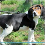 Doc Blind Beagle Halo